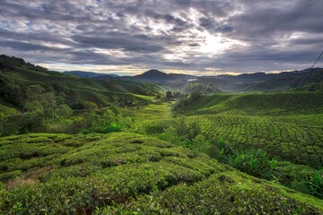 Fototapeta na wymiar Tea plantation, Cameron highlands, malaysia
