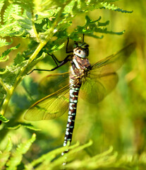 Dragonfly Resting