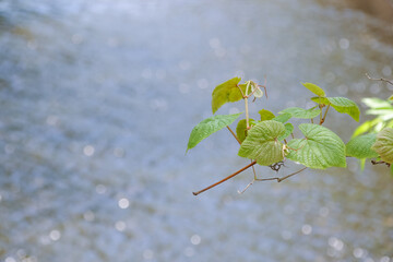 葉、植物、緑、川、水辺、自然、樹木、枝、水の流れ