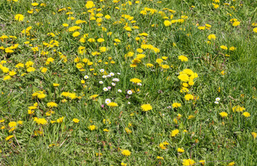 Fototapeta premium Forest glade with dandelions.