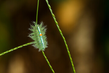 green caterpillar on a leaf