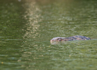 Monitor lizard (Varanus salvator) live in Lumpini park, Bangkok