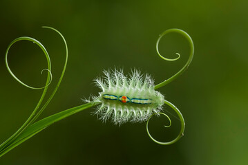 Caterpillar on Leaf Edge