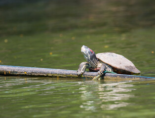 Fototapeta premium Turtle in Lumpini park, Bangkok