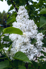 White lilac flowers and green leaves background.