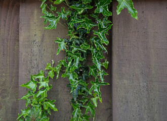 Wooden fence with green ivy. Natural background .