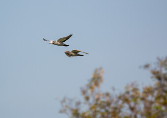 Wood pigeon, columba palumbus, two birds in flight