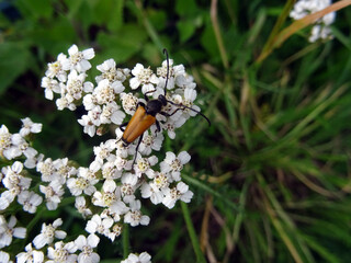 Scarabée brun sur fleurs blanches