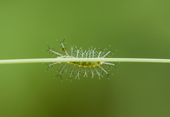 caterpillar on a leaf