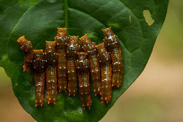 Caterpillar on Leaf Edge