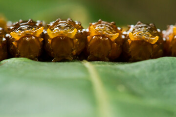 close up of a caterpillar