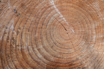 The texture of the cut trunk of an old tree with rings
