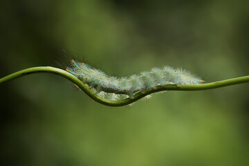 caterpillar on a leaf
