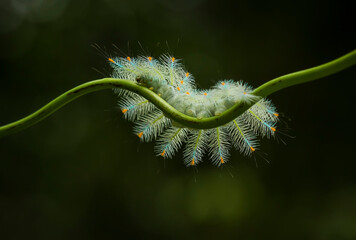 caterpillar on a leaf