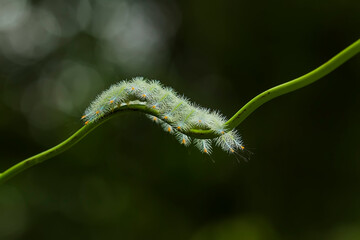 close up of caterpillar