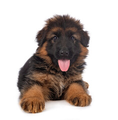 puppy german shepherd