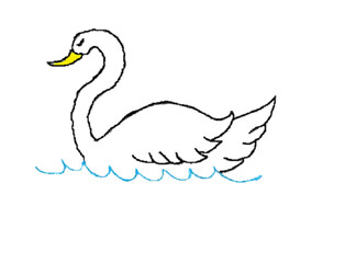 Swan swimming