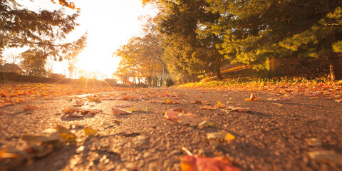 Bright Colorful Orange Fall Colors of  Leaves Scattered on the Ground at a Low Perspective During the Sunset 