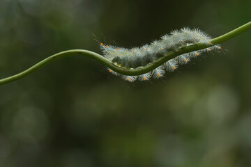 caterpillar on a leaf
