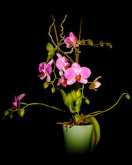Orchid flower in green glass pot