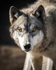 Foto auf Leinwand Staring into the yellow ember eyes of a male wolf animal portrait and wild life conservatory © Paul