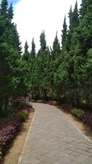 Obraz premium path in the woods