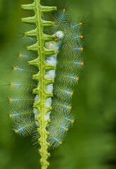 Caterpillar on Leaf Edge
