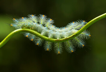 caterpillar on a branch