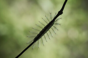 Caterpillar 