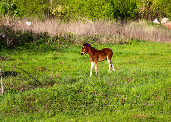 Naklejka na ściany i meble young thoroughbred brown foal walks and plays on green pasture. Little stallion frolic and eat grass on spring meadow, on bright sunny day.