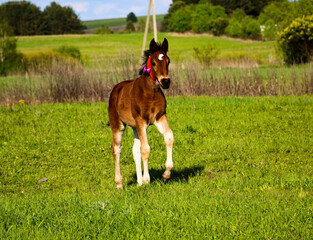 young thoroughbred brown foal walks and plays on  green pasture. Little stallion frolic and eat...