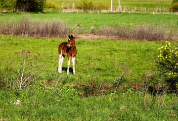 Naklejka na ściany i meble young thoroughbred brown foal walks and plays on green pasture. Little stallion frolic and eat grass on spring meadow, on bright sunny day.
