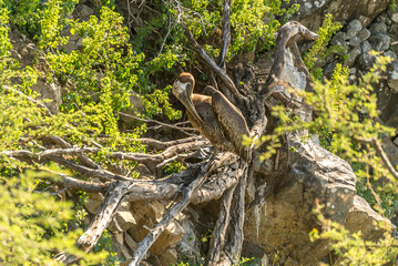 Brown Pelican bird standing on a tree during sunset. 