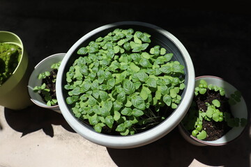 ベランダ菜園　家庭菜園　ハーブ