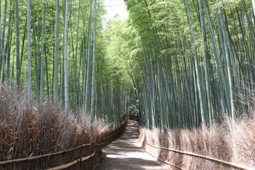 京都嵐山の竹林の小径　晴れた日