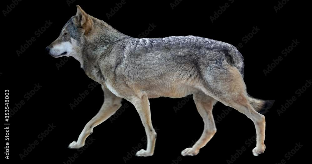 Wall mural wolf walking realistic animation. isolated animal video including alpha channel allows to add backgr