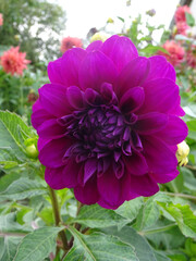 Dahlia violet 1