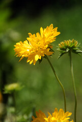 yellow flower in the garden