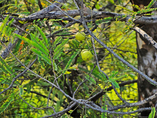 Indian Gooseberries or Amla fruit on the tree with green leaf
