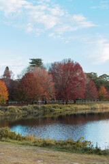 Fototapeta premium Red and orange autumn foliage at Centennial Park, Sydney.