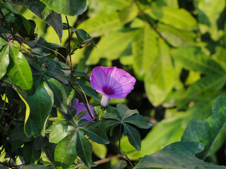 elephant creeper purple flower on the home
