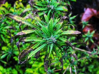 The tree of fresh cannabis. it also called carrot, marijuana, and hemp.