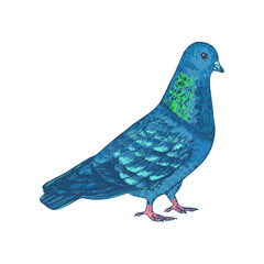 Hand drawn pigeon, isolated on white, vector illustration