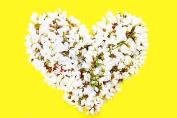 Obraz premium Heart of white fresh flowers isolated on a yellow background. Heart symbol made of acacia flowers isolated on yellow background. Concept of love for Valentines day and mother. Flower heart shape.