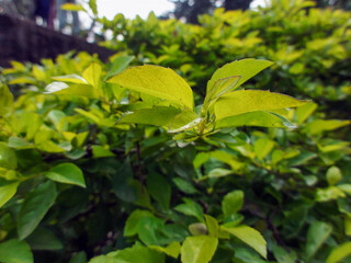 The beautiful green leaves of show plant of home. best for background and wallpaper uses.