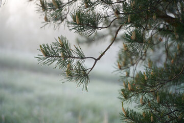 Early spring. Morning dawn over the lake in a misty, thoughtful haze. Beautiful view of the forest covered with fog early in the morning. The sun's rays of light. May.