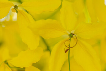 Yellow Cassia fistula macro with focus selection