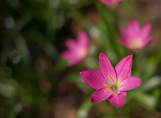 Fototapeta premium pink and white flower