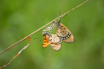 butterfly on leaf