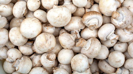 Fototapeta na wymiar fresh mushrooms champignons close up as a background
